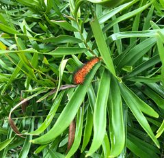 Seirarctia Echo Caterpillar eating by Collin O'Dwyer. Used under a CC BY-SA 4.0 license.