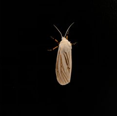 Seirarctia Echo Moth by Collin O'Dwyer. Used under a CC BY-SA 4.0 license.