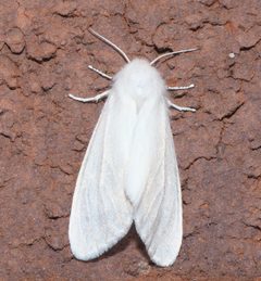 Spilosoma P1100205a by 
xpda. Used under a CC BY-SA 4.0 license.