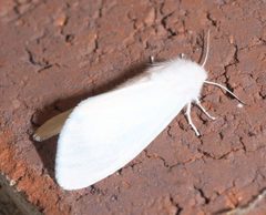 Spilosoma P1100206b by 
xpda. Used under a CC BY-SA 4.0 license.