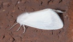 Spilosoma P1100208a by 
xpda. Used under a CC BY-SA 4.0 license.
