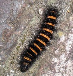 Spilosoma congrua by Cyndy Sims Parr. Used under a CC BY-SA 2.0 license.