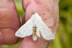 Spilosoma dubia on hand by Kristof Zyskowski. Used under a CC BY 4.0 license.