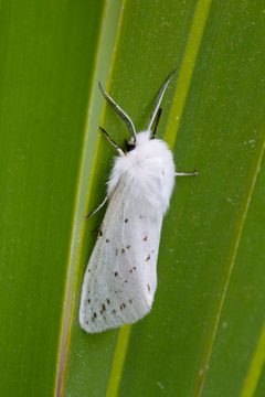 Spilosoma dubia on leaf by Kristof Zyskowski. Used under a CC BY 4.0 license.
