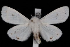 Spilosoma virginica by Jeremy deWaard, University of British Columbia. Used under a CC BY 3.0 license.