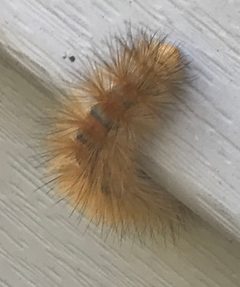 Spilosoma virginica 100168848 by Cole Shoemaker. Used under a CC BY 4.0 license.