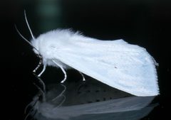 Spilosoma virginica P1390967a by 
xpda. Used under a CC BY-SA 4.0 license.