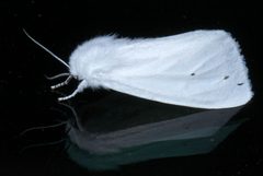 Spilosoma virginica P1440221a by 
xpda. Used under a CC BY-SA 4.0 license.