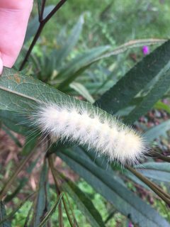 Virginian Tiger Moth Durham NC by NCBioTeacher. Used under a CC0 license.