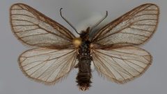 Acsala anomala CSU ENT1014791 by CSU, Department of Bioagricultural Sciences and Pest Management. Used under a CC0 license.