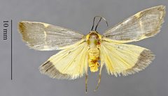 Cisthene barnesii DPG1HEXA0004958 by Dugway Proving Ground Natural History Collection. Used under a CC0 license.