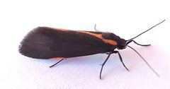 Cisthene juanita by iNaturalist user: jimeckert49. Used under a CC BY 4.0 license.