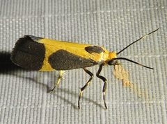 Cisthene kentuckiensis 7140617 by Annika Lindqvist. Used under a CC BY 4.0 license.