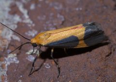 Cisthene picta P1610876a by 
xpda. Used under a CC BY-SA 4.0 license.