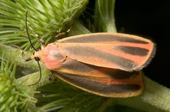 Hypoprepia fucosa by Mike Boone. Used under a CC BY-SA 2.5 license.
