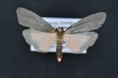 Hypoprepia inculta by Canadian National Collection of Insects, Arachnids and Nematodes. Used under a CC BY-SA 3.0 license.