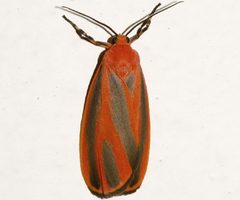 Hypoprepia miniata 01 by CBG Photography Group, Centre for Biodiversity Genomics. Used under a CC0 license.