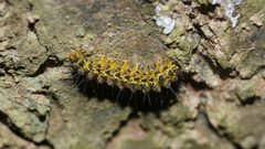Hypoprepia miniata 184199892 by Nathan Jones. Used under a CC BY 4.0 license.