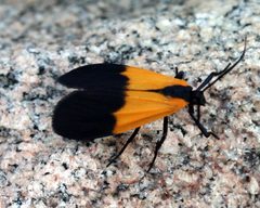 Lycomorpha pholus by Cyndy Sims Parr. Used under a CC BY-SA 2.0 license.