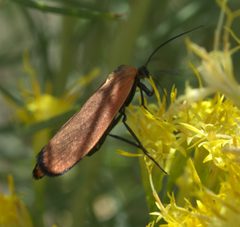 Lycomorpha P1510981a by 
xpda. Used under a CC BY-SA 4.0 license.