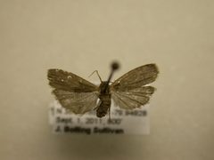 Crambidia lithosioides by JB Sullivan, Research Collection of J. B. Sullivan. Used under a Public domain license.