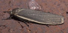 Crambidia lithosioides P1120147a by 
xpda. Used under a CC BY-SA 4.0 license.