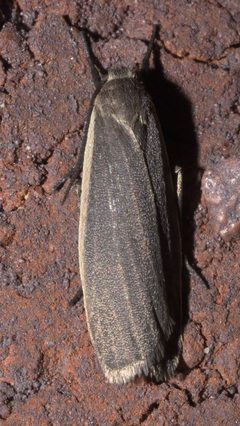 Crambidia lithosioides P1120148a by 
xpda. Used under a CC BY-SA 4.0 license.