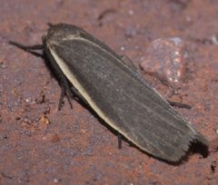 Crambidia lithosioides P1120149a by 
xpda. Used under a CC BY-SA 4.0 license.