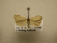 Crambidia pallida by JB Sullivan, Research Collection of J. B. Sullivan. Used under a Public domain license.