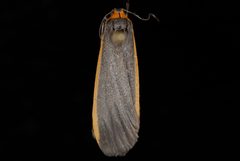 Manulea bicolor by Jeremy deWaard, University of British Columbia. Used under a CC BY 3.0 license.