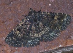 Metalectra diabolica P1500199a by 
xpda. Used under a CC BY-SA 4.0 license.