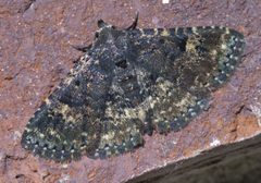 Metalectra diabolica P1500200a by 
xpda. Used under a CC BY-SA 4.0 license.