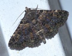 Metalectra discalis P1500373a by 
xpda. Used under a CC BY-SA 4.0 license.
