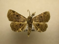Metalectra quadrisignata by James Sullivan, Research Collection of J. B. Sullivan. Used under a Copyrighted free use license.