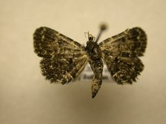 Metalectra tantillus by James Sullivan, Research Collection of J. B. Sullivan. Used under a Copyrighted free use license.