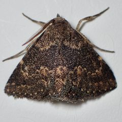 Prosoparia anormalis - inat 228453880 by {{{name}}}. Used under a CC BY 4.0 license.