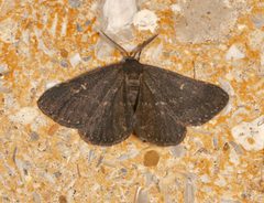 Prosoparia floridana - inat 282438040 by {{{name}}}. Used under a CC BY 4.0 license.
