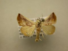 Eublemma cinnamomea by James Sullivan, Research Collection of J. B. Sullivan. Used under a Public domain license.