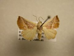 Eublemma cinnamomea1 by James Sullivan, Research Collection of J. B. Sullivan. Used under a Public domain license.