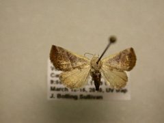 Eublemma cinnamomea2 by James Sullivan, Research Collection of J. B. Sullivan. Used under a Public domain license.