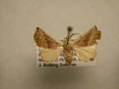 Eublemma cinnamomea3 by James Sullivan, Research Collection of J. B. Sullivan. Used under a Copyrighted free use license.