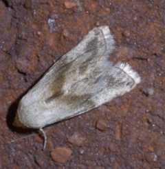 Eublemma minima P1550968a by 
xpda. Used under a CC BY-SA 4.0 license.