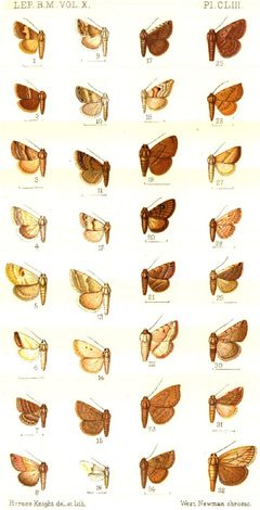 CATALOGUE-BM-PLATE CLIII by Sir GEORGE F. HAMPSON, Bart.. Used under a Public domain license.
