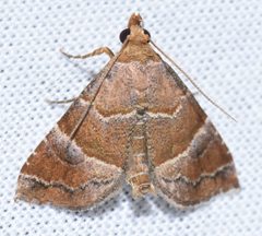 Cecharismena cara by Joe MDO. Used under a CC BY-SA 4.0 license.