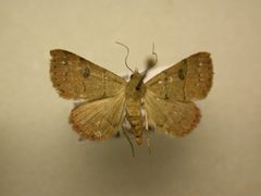 Hemeroplanis habitalis by James Sullivan, Research Collection of J. B. Sullivan. Used under a Copyrighted free use license.