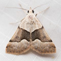 Hemeroplanis incusalis by Ken-ichi Ueda. Used under a CC BY 4.0 license.