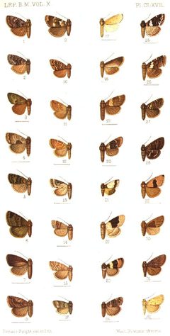 CATALOGUE-BM-PLATE CLXVII by Sir GEORGE F. HAMPSON, Bart.. Used under a Public domain license.