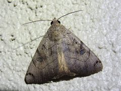 Isogona scindens 104434547 by Sam Kieschnick. Used under a CC BY 4.0 license.