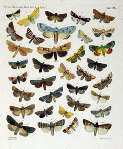 NovaraExpZoologischeTheilLepidopteraAtlasTaf109 by Felder &amp; Roggenhofer, 1874. Used under a Public domain license.