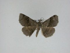 Spargaloma sexpunctata by J.Gill, Canadian National Collection of Insects, Arachnids and Nematodes. Used under a CC BY-SA 3.0 license.